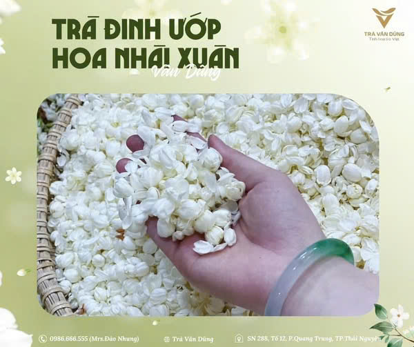 Trà đinh ướp hoa nhài xuân